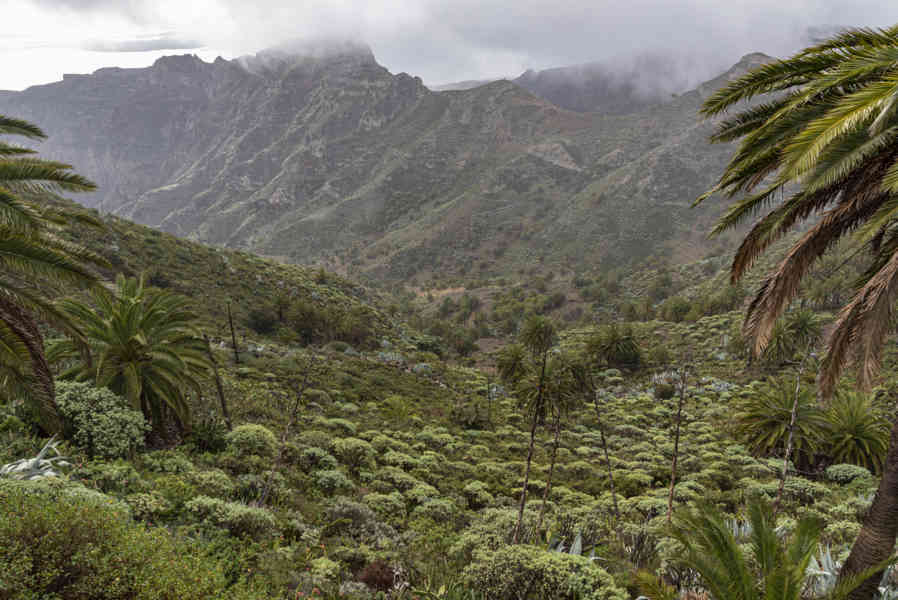 La Gomera 25 - parque nacional de Garajonay .jpg
